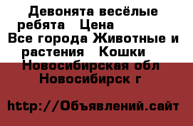 Девонята весёлые ребята › Цена ­ 25 000 - Все города Животные и растения » Кошки   . Новосибирская обл.,Новосибирск г.